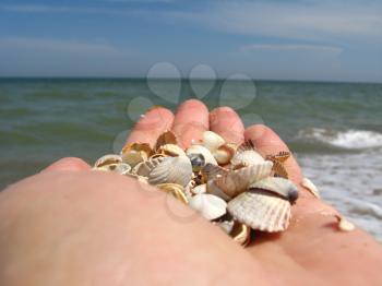 a palm full of shells on the background of the sea