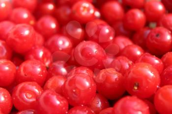 a lot of fruits of red berries of Prunus tomentosa