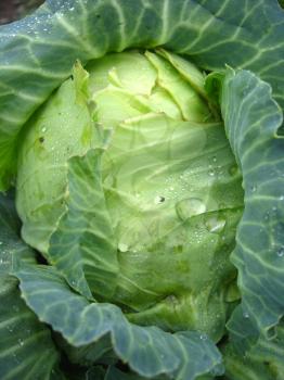 big head of ripe and green cabbage