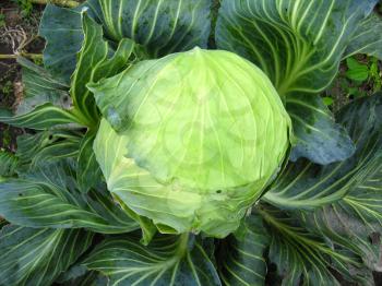 big head of ripe and green cabbage