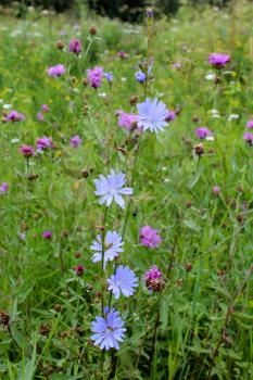 beautiful light blue flowers of Cichorium in the field