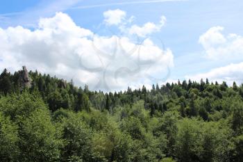 nice landscape with forest in Carpathian mountains