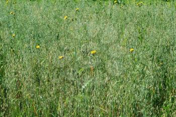 field of green  oats with yellow flowers
