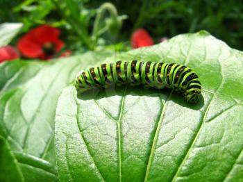 The image of caterpillar of the butterfly  machaon on the green  leaf