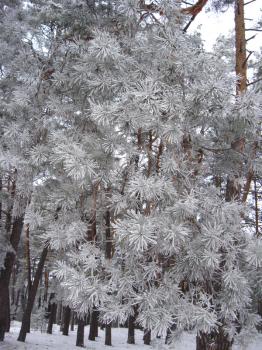 Layer of snow on the fluffy branch of pine with hoar-frost