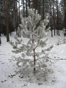 pine standing in hoar-frost in the winter forest