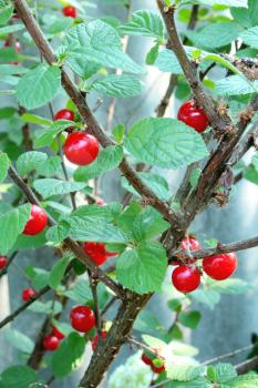 red berry of Prunus tomentosa hanging on the green branch