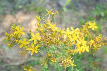 Yellow beautiful flowers of medical St.-John's wort