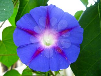 beautiful flower of blue ipomoea is very motley