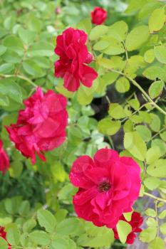 bush of the beautiful and tender red roses