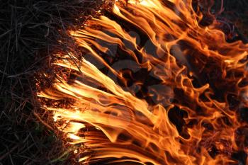 body of flame inflaming in a forest