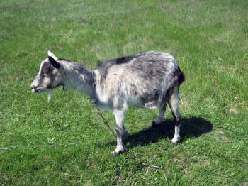 gray goat standing on the green pasture
