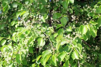 Blossoming tree of pear and green leaves