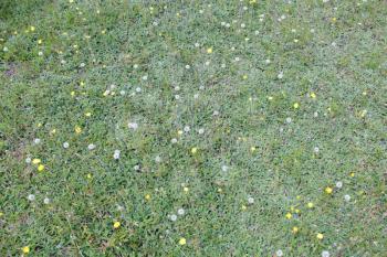 ripe and fresh dandelions on background of a green grass