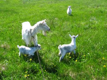 Goat and kids on the green pasture