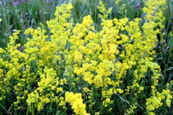 image of yellow flowers of Galium verum