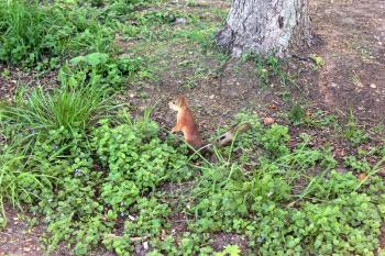 nice squirrel in the green bushes in the park