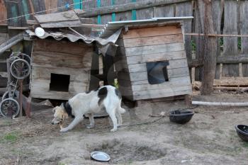image of dog on a chain eating near the kennel
