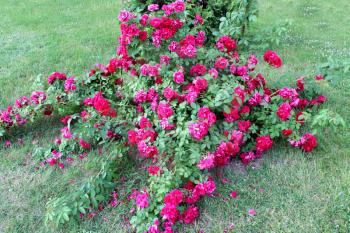 big bush of the beautiful and tender red roses