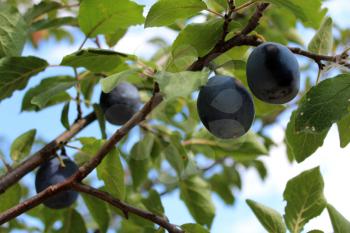 Fruits of plum hanging on a tree