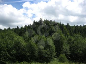 deep forest with many trees in Carpathian mountains