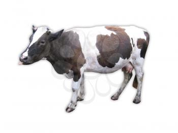 Brown-and-white cow isolated on the white background