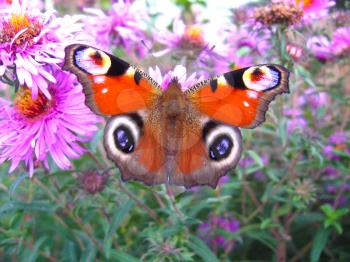 The graceful butterfly of peacock eye sitting on the aster