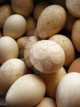 The image of many tasty eggs of the turkey