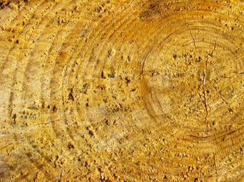 Pattern of yellow color on a cut of a tree