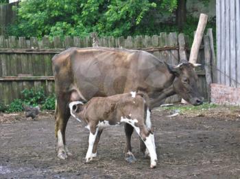 the grey cow with its little calf in the yard
