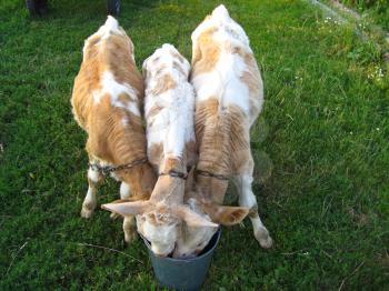 Three calfs drinks water from one bucket