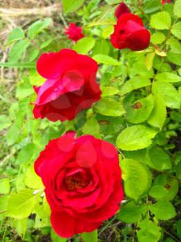 the image of beautiful flowers of gentle red roses