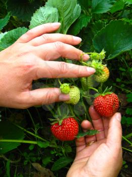 The image of woman hands touching the strawberries