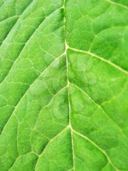 Very unusual background of the green surface of leaf