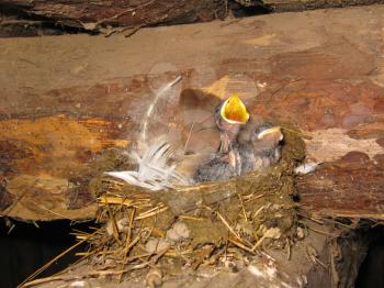 The image of nest of a swallow with nestlings