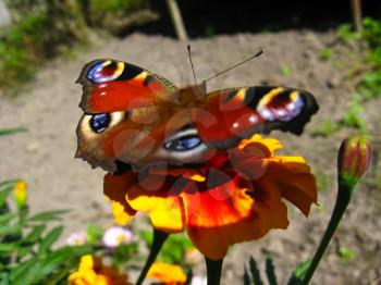 The graceful butterfly of peacock eye sitting on flower