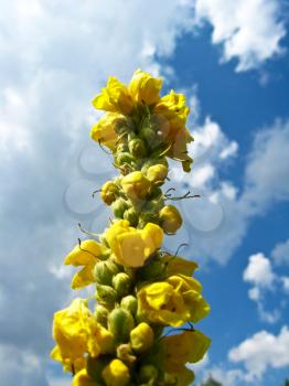 yellow flowers on a background of the blue sky