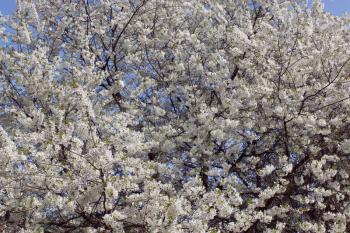 the blossoming tree  of cherry in the spring