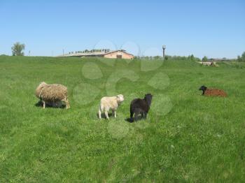 black and white sheep grazing on the green grass of pasture