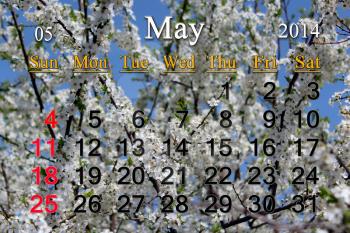 calendar for May of 2014 on the background of branch of blossoming cherry