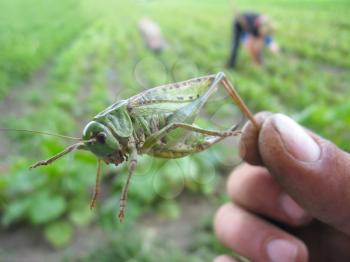 green locust caught in the hand on the field