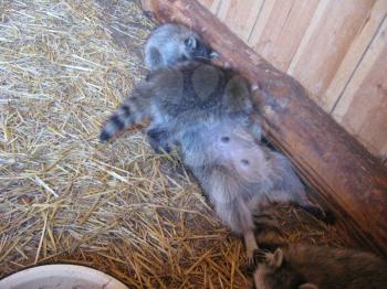 The image of brood of grey raccoons