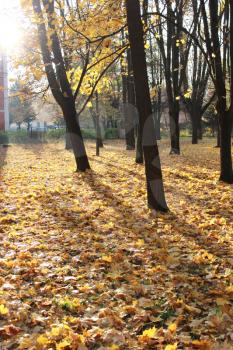 Autumn park with trees and yellow leaves