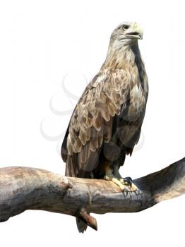 The image of eagle sitting on a branch