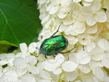 The beautiful motley bug has hidden on the white leaves