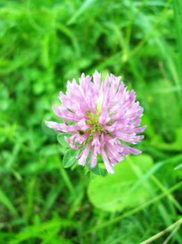 The image of pink flower of clover