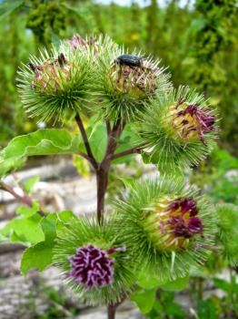 The image of prickles of a burdock