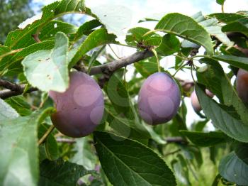 The fruits of plum hanging on the tree