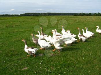 Flight of white house geese on a meadow