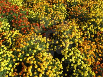 A beautiful flowers of motley and velvet tagetes